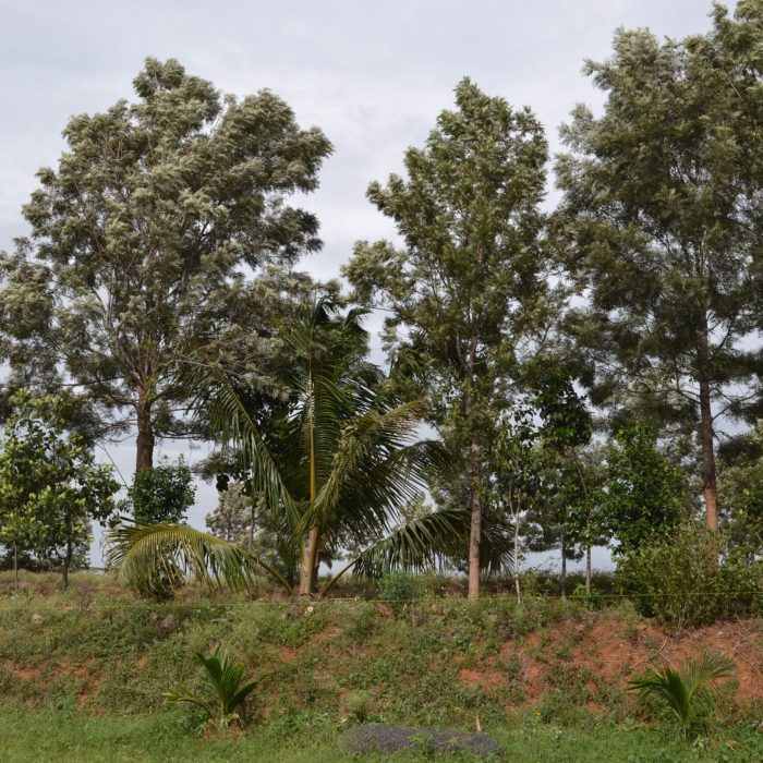 ARHA Centre